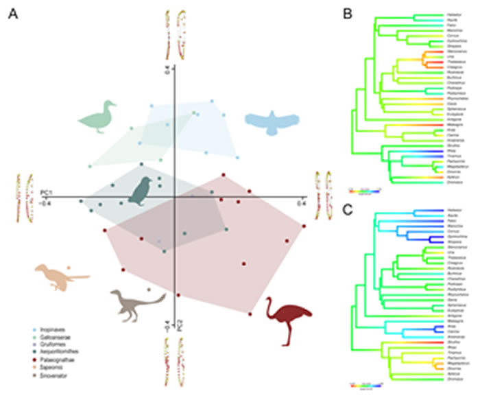 犁骨三维形态的主成分分析结果图(胡晗供图)