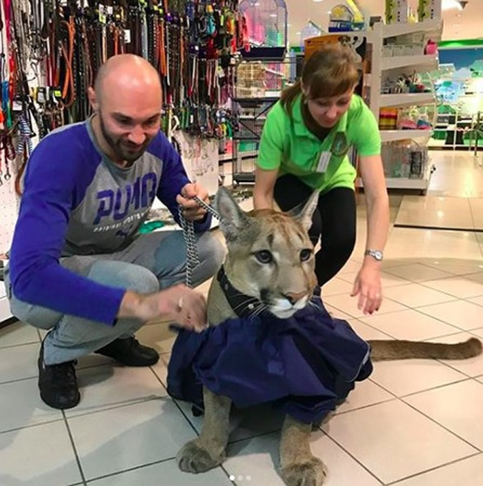 ����˹����꾪������ʨ��������