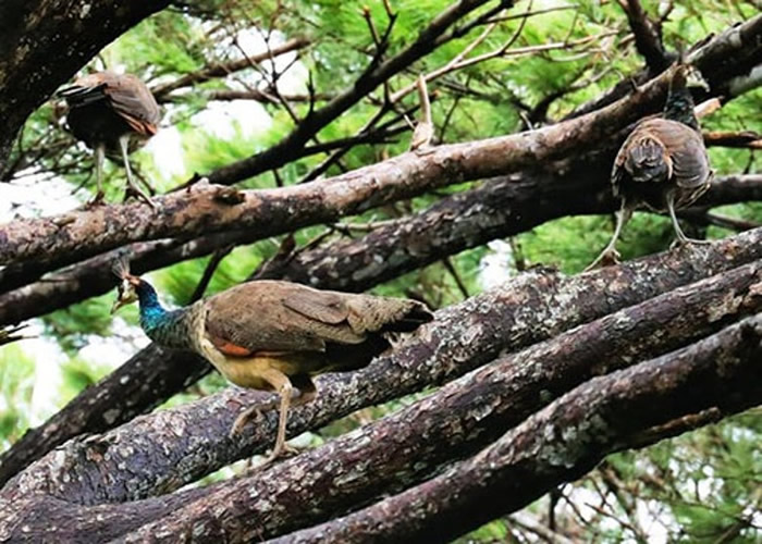 �ձ��������ŵ���ӡ�ȿ�ȸ���� �Ե��ر�Σ���֡�ũ���������в