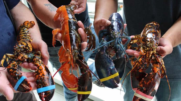 �������������񲶻񺱼�˫ɫ��Ϻ