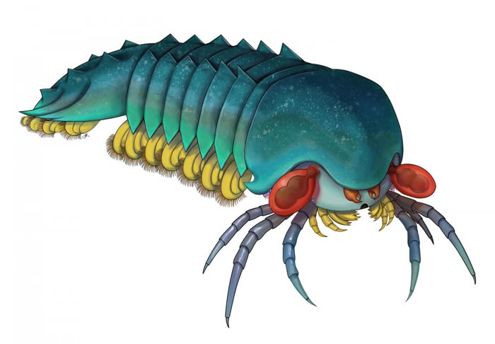 Ͳ˹ҳҶȺз5ǰĪɭ棨Mollisonia plenovenatrix