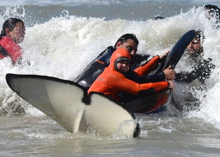 阿根廷海滩7条杀人鲸搁浅 6条成功获救