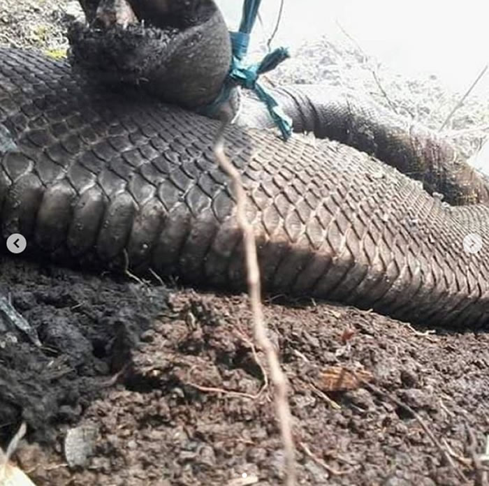 ӡ޵ɭִ𲻶 ճɿֲʬ