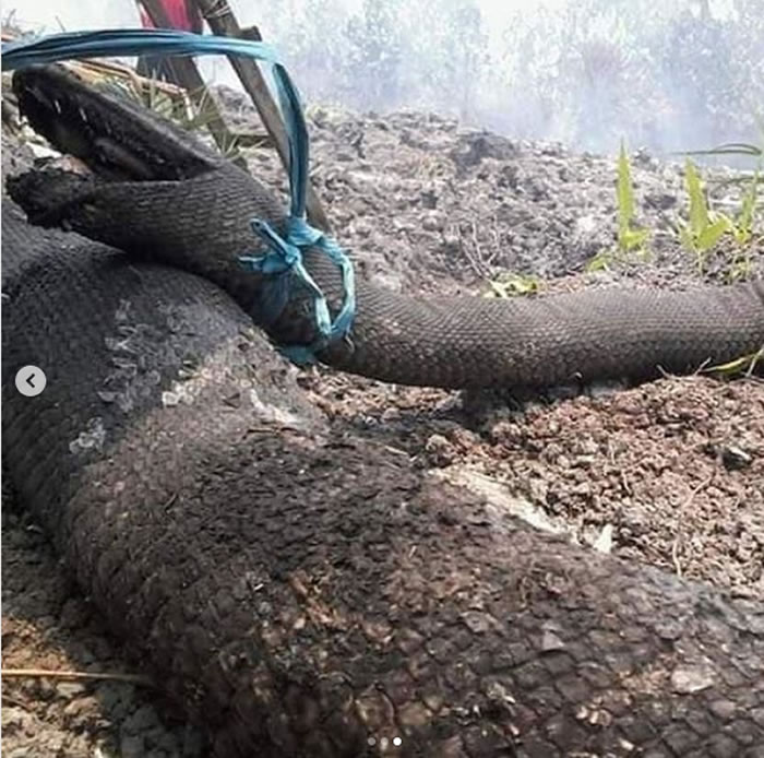 ӡ޵ɭִ𲻶 ճɿֲʬ