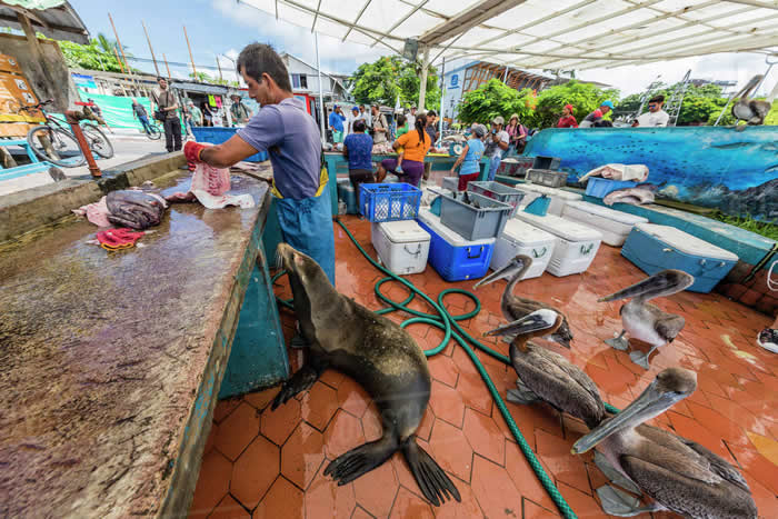 厄瓜多尔科隆群岛阿约拉港鱼市场的动物“小偷”