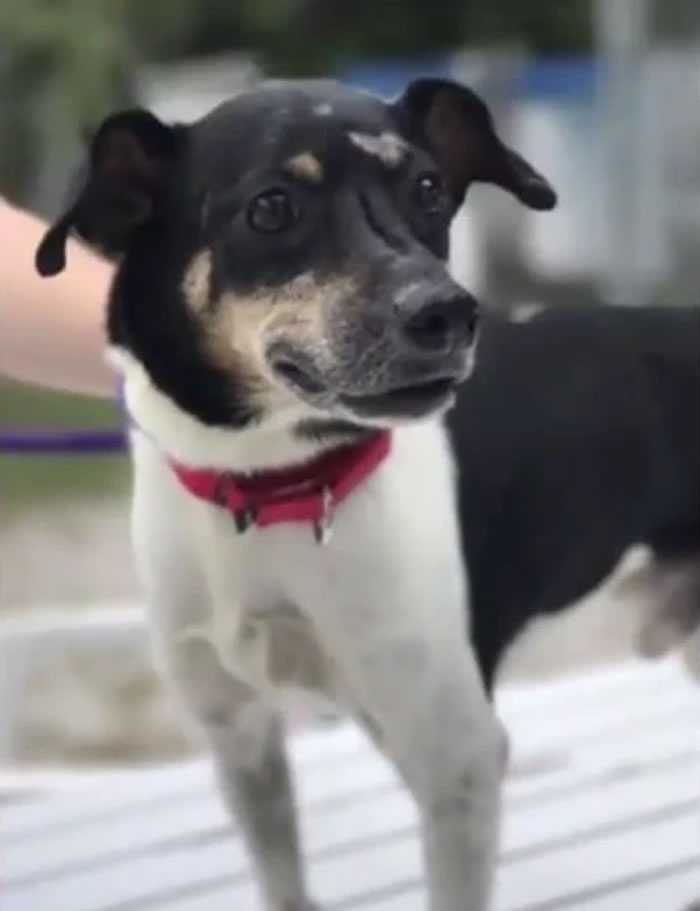 美国佛罗里达州一户人家半夜发生火灾 忠犬不断来回大声吠叫救全家