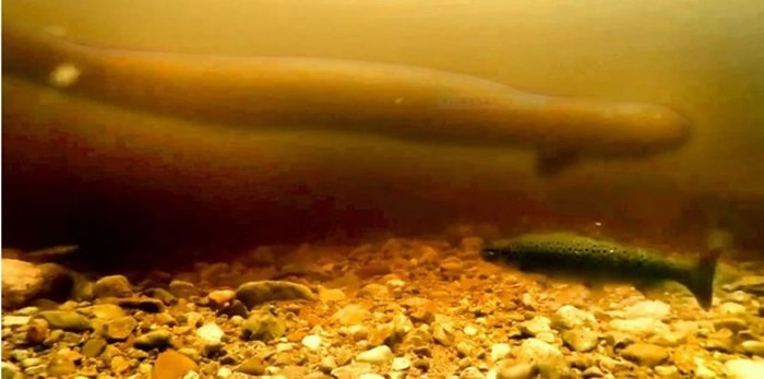 「尼斯渔业理事员会」公布的影片，显示一头长蛇形的生物在水底游弋。（图／尼斯渔业理事员会影片截图)