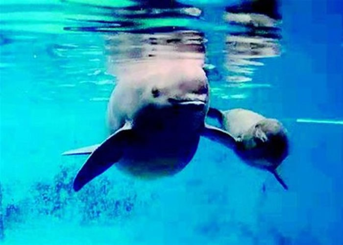 F9C(右)与母亲(左)畅游池中。