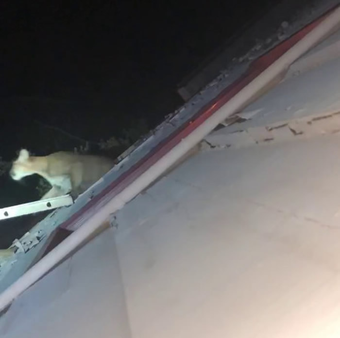 ���ڴ����죡�������ݷ��޾�������ʨ��ԡ��