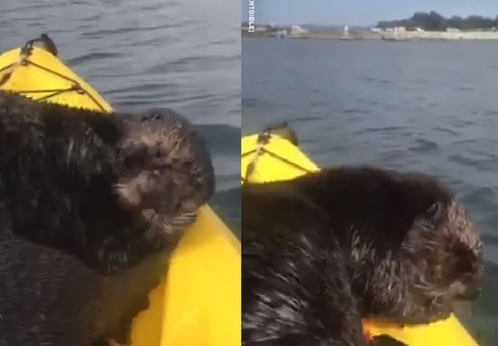 �����ں��ϻ���ľ�����Ե���̡Ӳ�ϴ� ���ֲ���ɹ�չ�ԡ