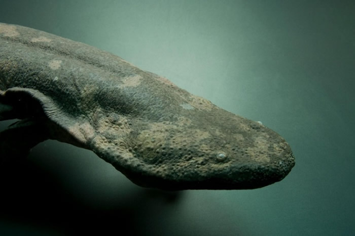 亚特兰大动物园中极度濒危的中国大鲵(Andrias davidianus)。 新研究显示,中国大鲵至少分属三个不同物种。 PHOTOGRAPH BY JOEL