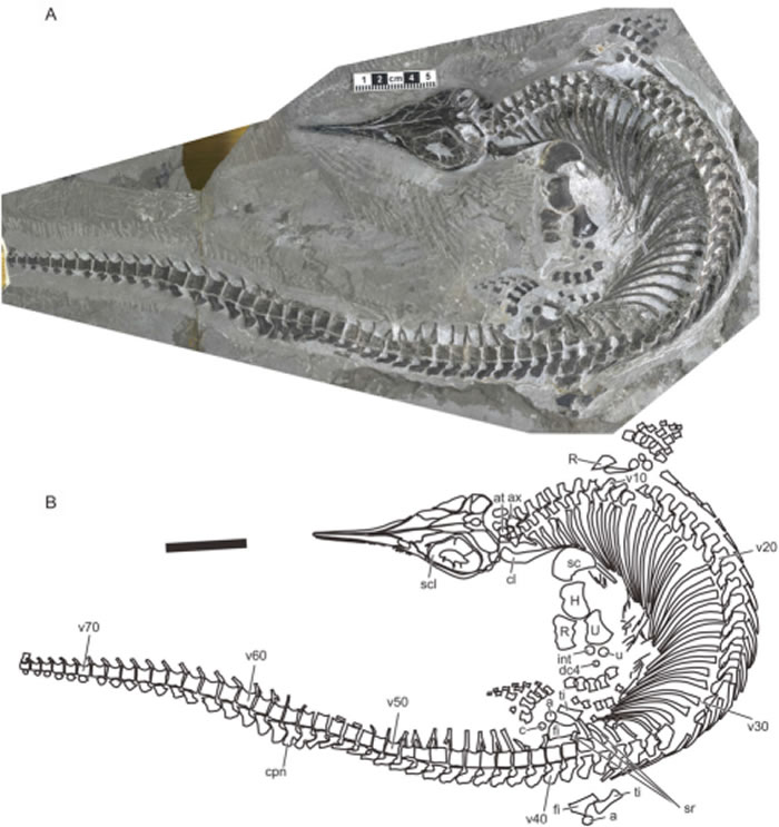 ͼ2.ȳģʽ걾AGB7401(A)ʯ걾ƬBƹṹͼ