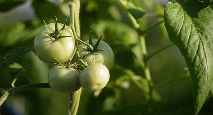 《科学进展》杂志:研究表明土壤细菌可以使植物对危险疾病更具抵抗力