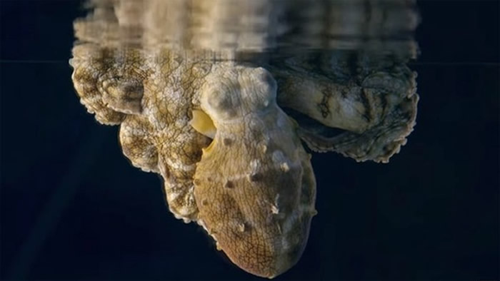 章鱼睡觉时全身轮流变色 专家神解释:它梦到水里捕捉到螃蟹