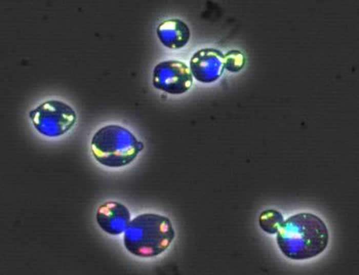 ��ѧͻ�ƣ���ʾ�½ṹ���ܵ��¸�ϸ������˥�� ���ɾ������������йصļ�����������