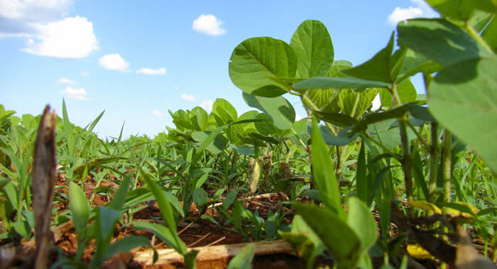 俄罗斯科学家用羽扇豆(一种可食用植物)制成可食用餐盘