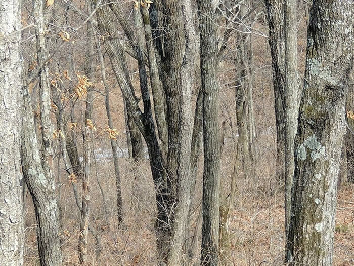 ���ҳ���Ƭ�ж���˹�����߽�������԰�����ҹ�԰�����еı�����