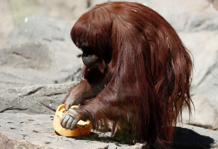 独自进食的桑德拉,很快会在美国投入群体生活。