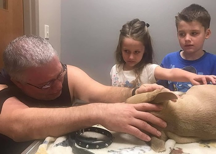 美国佛罗里达州小比特斗牛犬忠心护主勇斗有毒珊瑚蛇献出生命