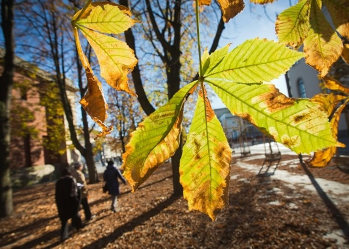 国际自然保护联盟:欧洲过半原生树木面临灭绝危机