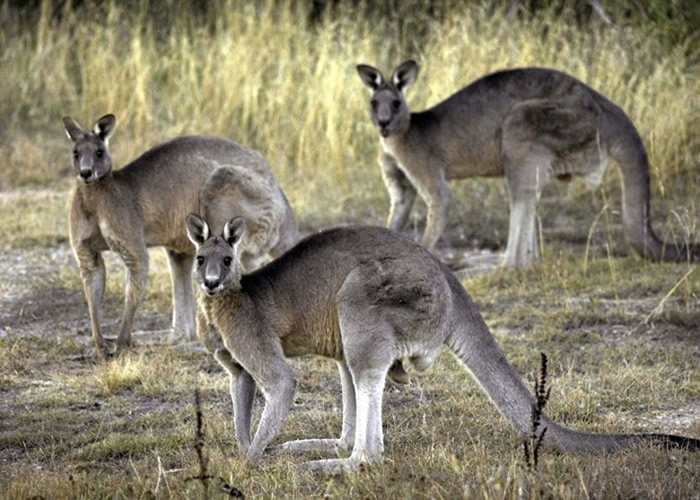 澳洲青年贪玩驾货车撞死20只袋鼠 尸体横陈遗下孤儿