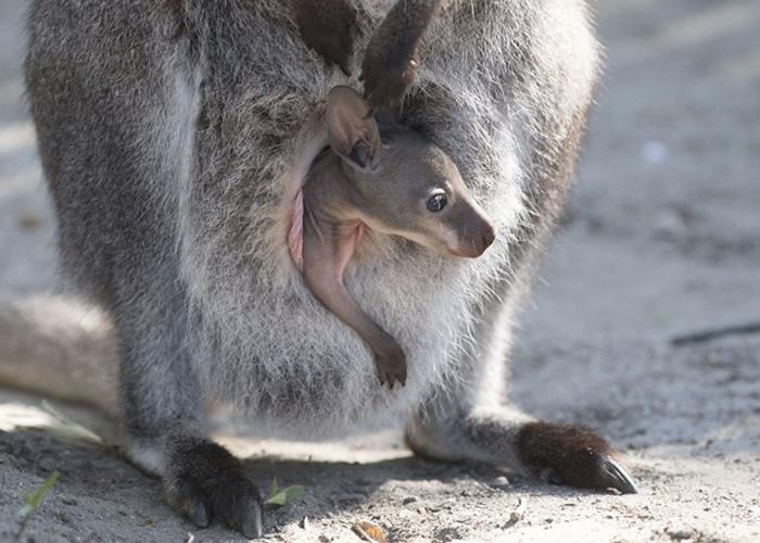 澳洲青年贪玩驾货车撞死20只袋鼠 尸体横陈遗下孤儿