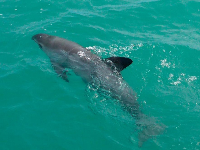 根据经验判断,V01F出现了严重紧迫的症状,于是保育人士决定将牠放回野外。 VAQUITACPR