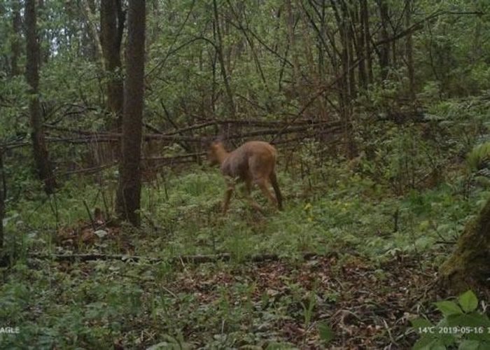 黑龙江朗乡国家级自然保护区拍摄到的野生原麝。