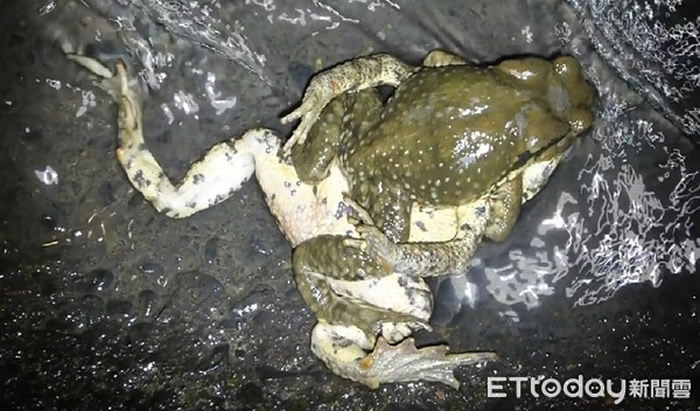 ̨����Ͷ���̹���ܡ�����ǿѹ��ĸ��30���� ĸ�����ȿ�����