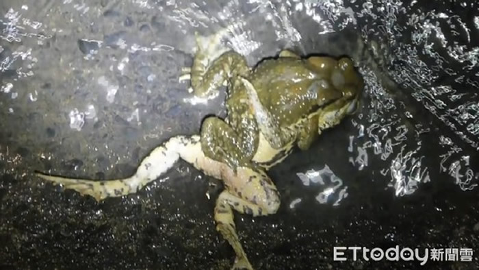 ̨����Ͷ���̹���ܡ�����ǿѹ��ĸ��30���� ĸ�����ȿ�����