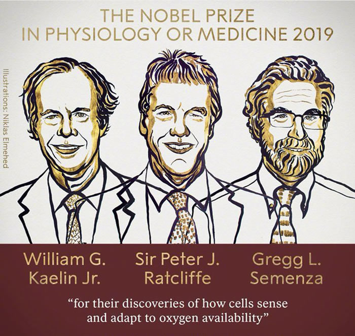 2019年诺贝尔生理学或医学奖揭晓:威廉·凯林,彼得·拉特克利夫和格雷格·塞门扎获奖