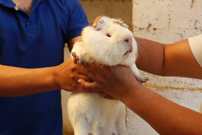厄瓜多尔有人想到将天竺鼠制作雪糕口味 食客赞好