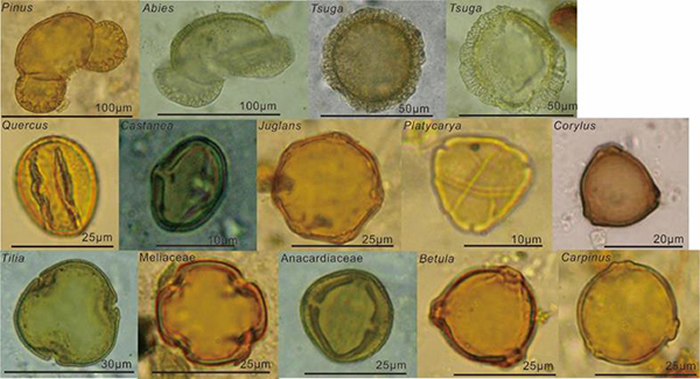 图1 乌帕尔剖面晚全新世沉积物中发现的远距离传播花粉类型:松属(Pinus)、冷杉属(Abies)、铁杉属(Tsuga)、栎属(Quercus)、栗属(Cast