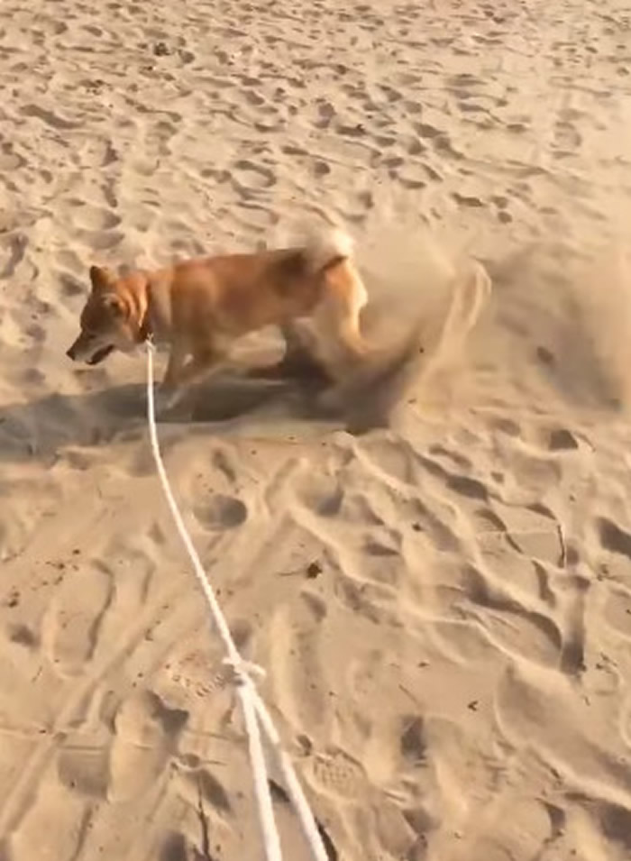 柴犬上完厕所后表演狗版月球漫步