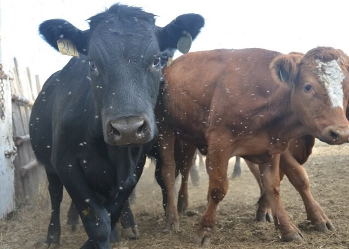 研究有望应用于畜牧业,减少苍蝇引致的经济损失。