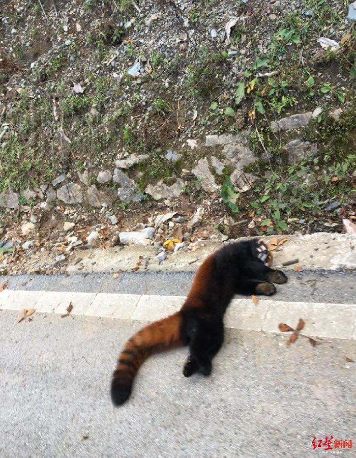 �Ĵ���ɽ��ľ���ش�������ײ�����Ҷ�����������С��è ͼ��ʬ�����ο�ײ��