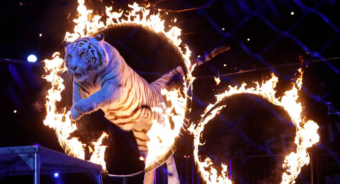 美国加利福尼亚州签署系列保护动物法令:禁止制售皮草产品和马戏团使用动物