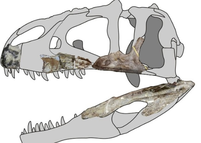 �о���Ա��ͷ��ģ��ƴ�ϡ�