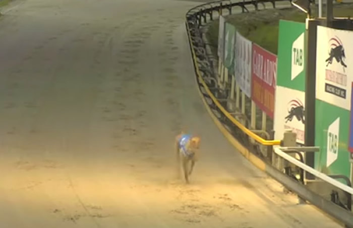 虽然完成比赛,受伤的赛狗对训练员来说已毫无用处。