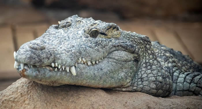 ̹ɣ����������ʳ��һ��ͬ�Լ�����������ά�������Ǻ�����Ӿ�к�