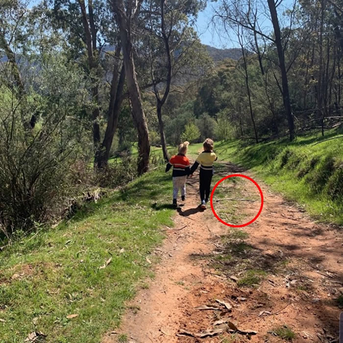 澳洲妈妈拍下孩子背影照 查看照片时惊见剧毒东部拟眼镜蛇