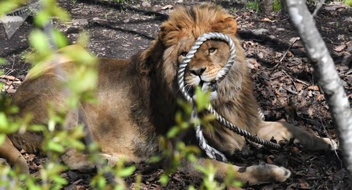 �ͻ�˹̹������ʡ�ϰ�ų�����ʨ�ӹ�����Ҫ���ʵĵ繤