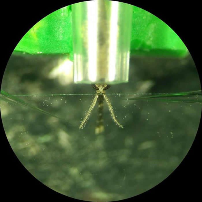 避蚊胺给人类提供“隐形斗篷”来抵御蚊虫叮咬