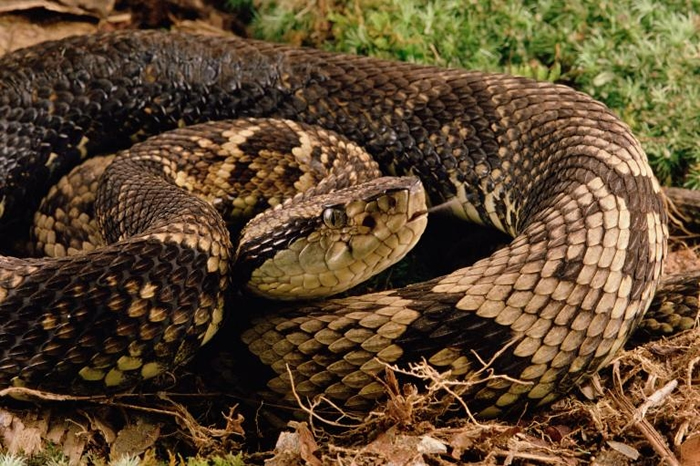 根据可获得的纪录,目前蛇类尚未遭到跨国交易,例如巴西原生的丰氏矛头蝮(Bothrops fonsecai)。 研究人员预测未来这件事可能发生变化。 PHOTOG