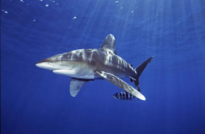 ŮڷǴϪصӾԶ蹥 ˫ҧز˺