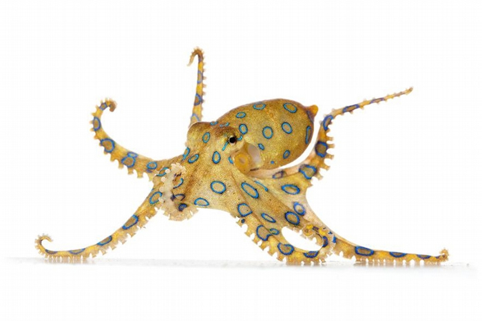 根据寥寥无几的纪录,美国进口高度毒性大蓝环章鱼(greater blue-ringed octopus)的数量,要超过其他所有章鱼物种。 蓝环章鱼所带的神经毒素