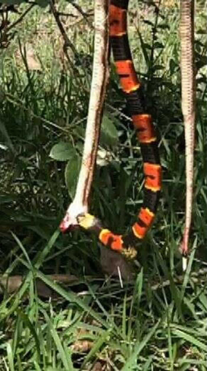 美国佛罗里达珊瑚蛇正准备吞食锦蛇 黄蜂在后突然加入战局