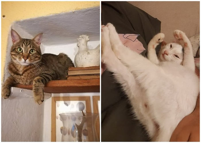 Mose(图左)及Simba(图右)救了主人一命。