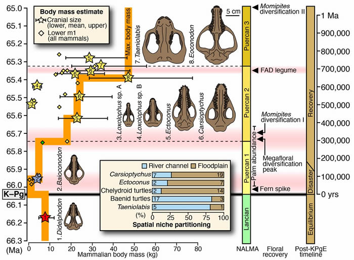 美国科罗拉多州化石显示6600万年前小行星撞击后地球上的生命是如何复苏的