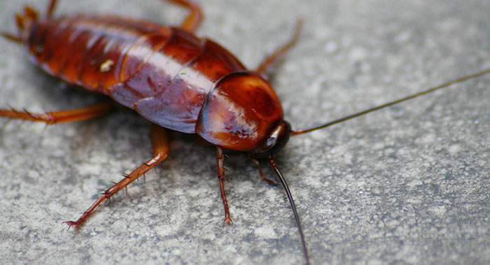 世界科技研究新闻资讯网Phys.org:研究发现世界许多地区的昆虫种群减少了三分之一